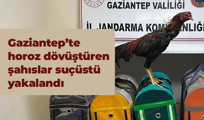 Gaziantep’te horoz dövüştüren şahıslar suçüstü yakalandı