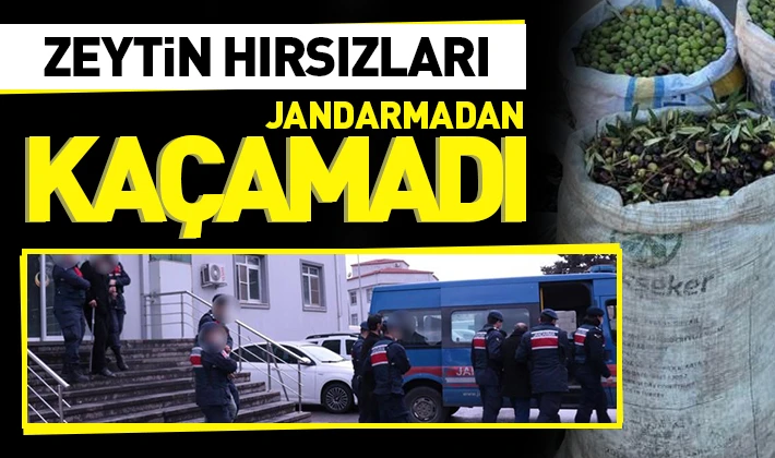 Zeytin hırsızları jandarmadan kaçamadı 