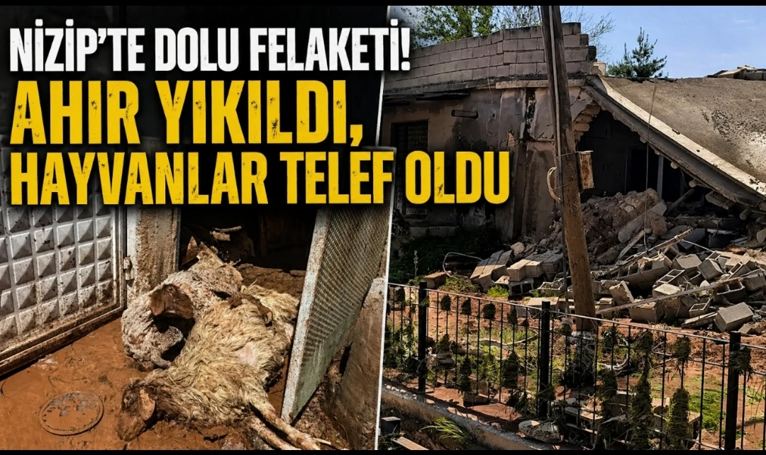 Nizip&rsquo;te Dolu Felaketi: Ahır Yıkıldı, Hayvanlar Telef Oldu