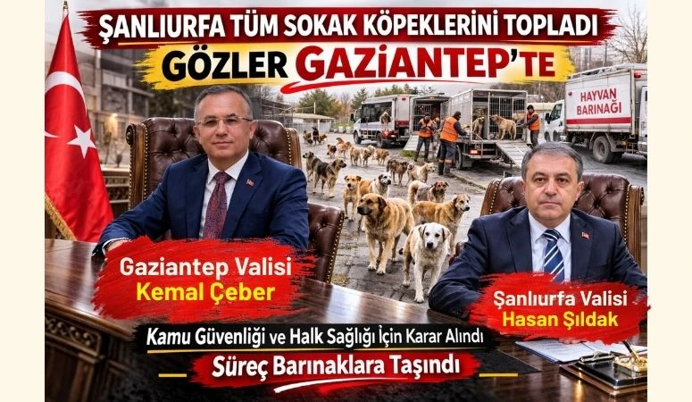 Şanlıurfa T&uuml;m Sokak K&ouml;peklerini Topladı: G&ouml;zler Gaziantep&rsquo;te