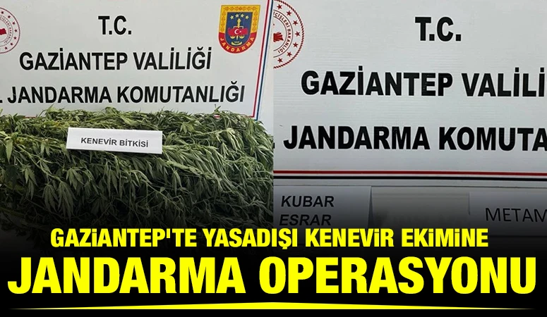 Gaziantep’te yasadışı kenevir ekimine jandarma operasyonu