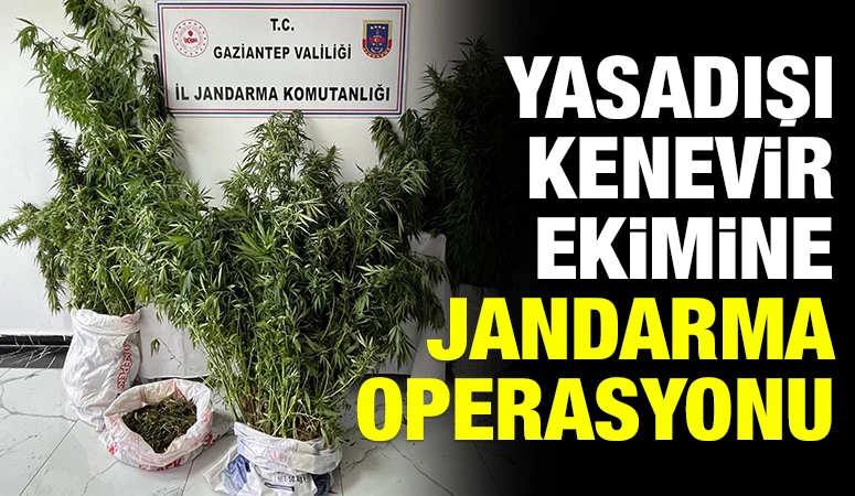 YASADIŞI KENEVİR EKİMİNE JANDARMA OPERASYONU