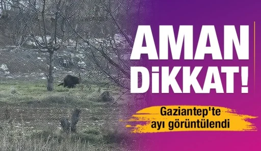 Aman dikkat! Gaziantep'te ayı görüntülendi