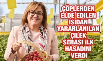 Çöplerden elde edilen ısıdan yararlanılan çilek serası ilk hasadını verdi