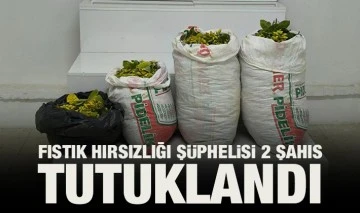 Fıstık hırsızlığı şüphelisi 2 şahıs tutuklandı