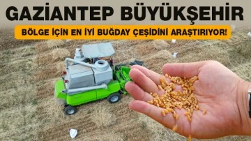 GAZİANTEP BÜYÜKŞEHİR, BÖLGE İÇİN EN İYİ BUĞDAY ÇEŞİDİNİ ARAŞTIRIYOR! 