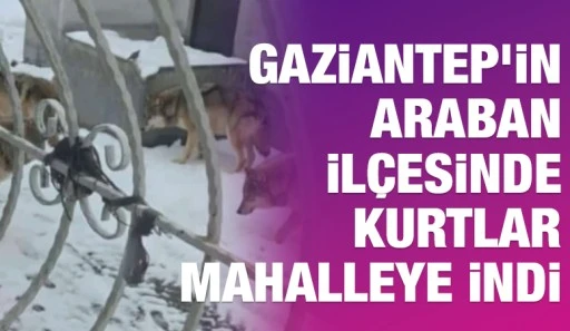 Gaziantep&rsquo;in Araban İl&ccedil;esinde Kurtlar Mahalleye İndi
