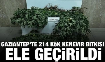 Gaziantep'te 214 kök kenevir bitkisi ele geçirildi