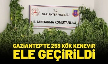 Gaziantep'te 253 kök kenevir ele geçirildi