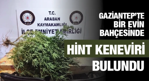 GAZİANTEP’TE BİR EVİN BAHÇESİNDE HİNT KENEVİRİ BULUNDU