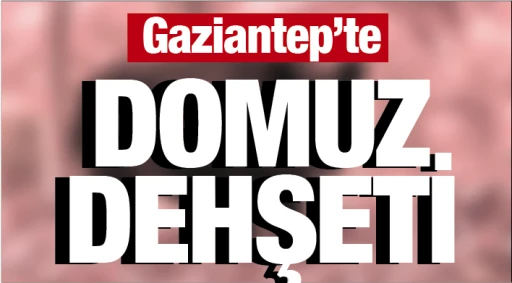 GAZİANTEP'TE DOMUZ DEHŞETİ!