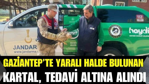 Gaziantep&rsquo;te yaralı halde bulunan kartal, tedavi altına alındı