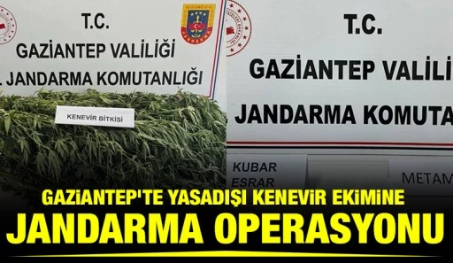 Gaziantep&rsquo;te yasadışı kenevir ekimine jandarma operasyonu