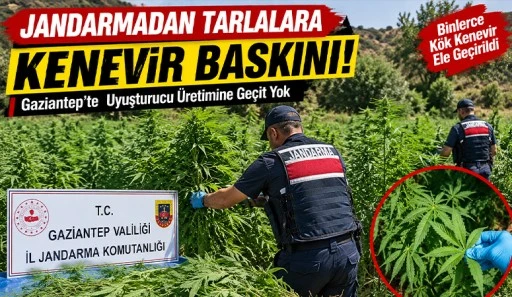 Jandarmadan tarlalara kenevir baskını