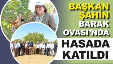 BAŞKAN ŞAHİN BARAK OVASI'NDA HASADA KATILDI