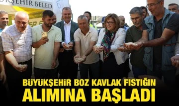 BÜYÜKŞEHİR BOZ KAVLAK FISTIĞIN ALIMINA BAŞLADI