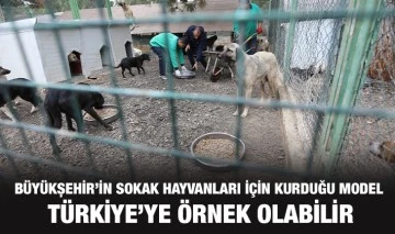 BÜYÜKŞEHİR’İN SOKAK HAYVANLARI İÇİN KURDUĞU MODEL TÜRKİYE’YE ÖRNEK OLABİLİR