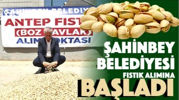 ŞAHİNBEY BELEDİYESİ FISTIK ALIMINA BAŞLADI
