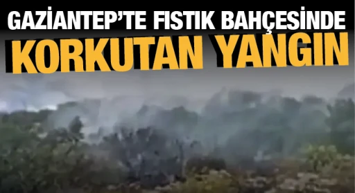 GAZİANTEP’TE FISTIK BAHÇESİNDE KORKUTAN YANGIN