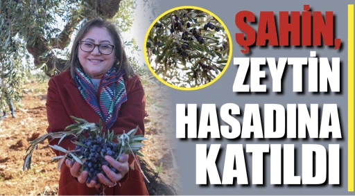 ŞAHİN ZEYTİN HASADINA KATILDI