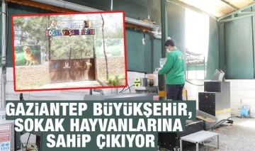 GAZİANTEP BÜYÜKŞEHİR, SOKAK HAYVANLARINA SAHİP ÇIKIYOR