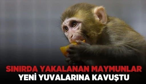 SINIRDA YAKALANAN MAYMUNLAR YENİ YUVALARINA KAVUŞTU