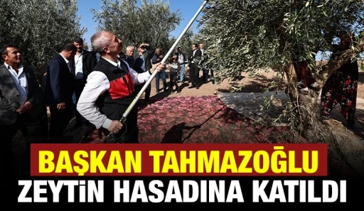 BAŞKAN TAHMAZOĞLU ZEYTİN HASADINA KATILDI