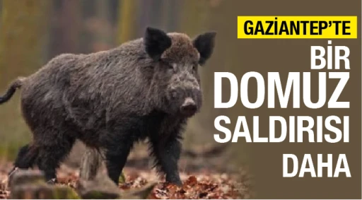 GAZİANTEP’TE BİR DOMUZ SALDIRISI DAHA