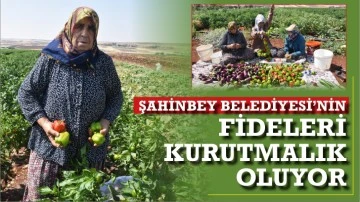 ŞAHİNBEY BELEDİYESİ’NİN FİDELERİ KURUTMALIK OLUYOR