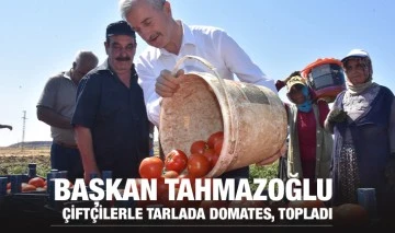 BAŞKAN TAHMAZOĞLU ÇİFTÇİLERLE TARLADA DOMATES, TOPLADI