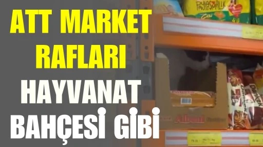 GAZİANTEP&rsquo;TE MARKET RAFINDA KEDİ G&Ouml;R&Uuml;NT&Uuml;S&Uuml; TEPKİ &Ccedil;EKTİ