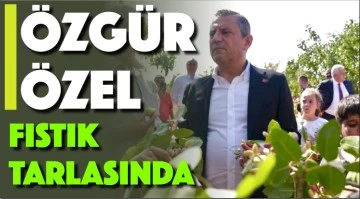  Özgür Özel fıstık tarlasında