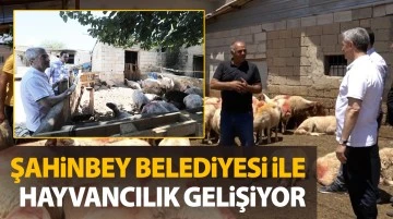Şahinbey Belediyesi İle Hayvancılık Gelişiyor