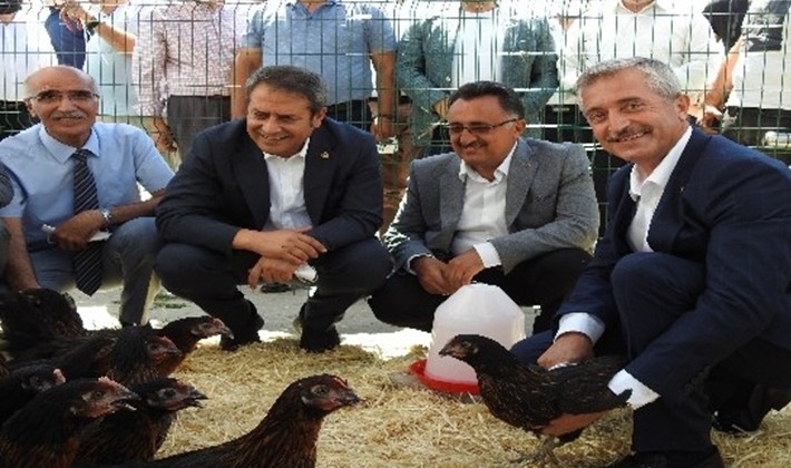 Şahinbey'de 60 bin canlı tavuk dağıtıldı