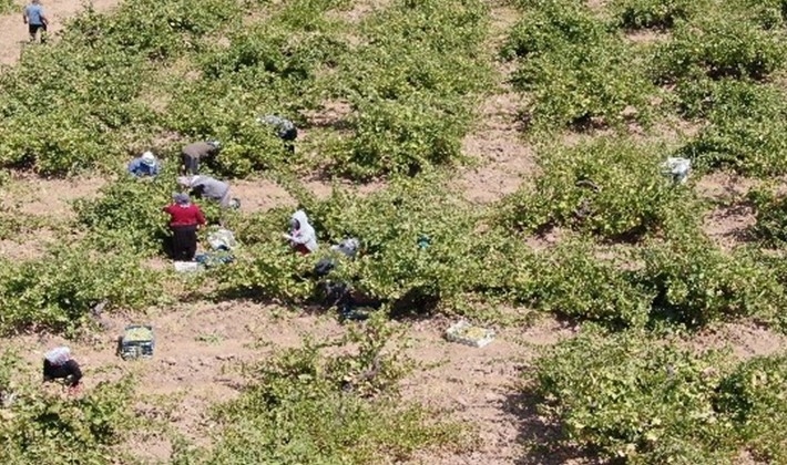 'Hatun parmağı' üzümünde hasat zamanı