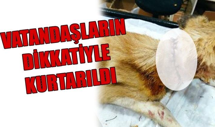 Vatandaşların dikkatiyle kurtarıldı