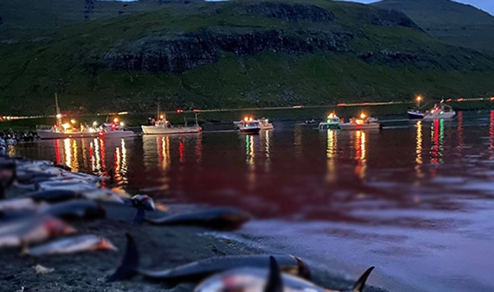 Faroe Adaları'ndaki 'festivalde' bin 428 balina ve yunus öldürüldü