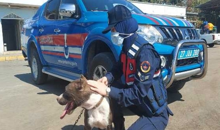 Zincirle otomobilin arkasına bağlanan köpeği jandarma kurtardı