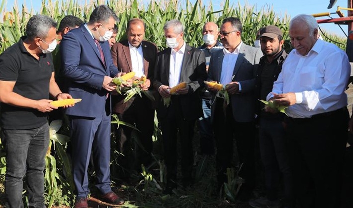 Başkan Tahmazoğlu mısır hasadına katıldı