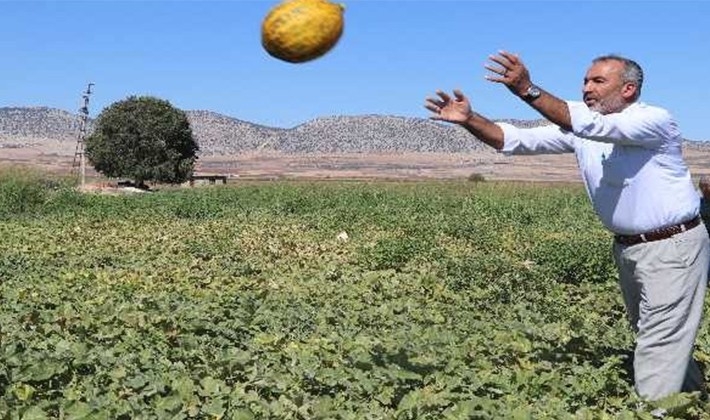 Araban'da ikinci üründe yüksek rekolte sevinci