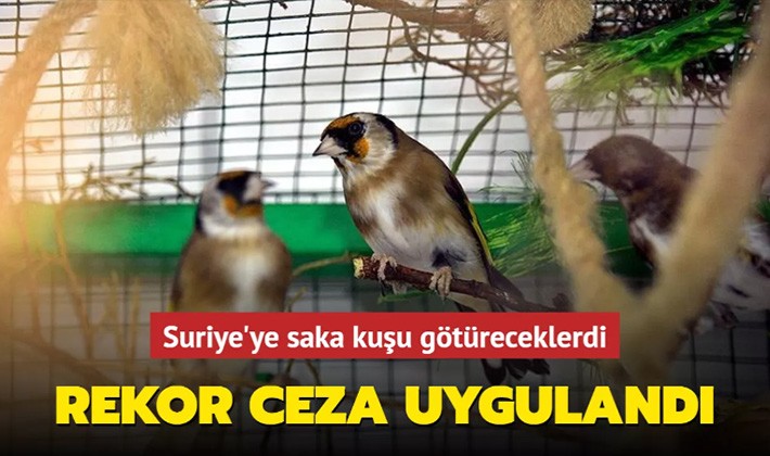 Suriye'ye saka kuşu götüreceklerdi... Rekor ceza uygulandı