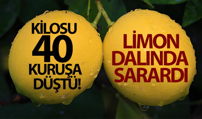 Kilosu 40 kuruşa düşen limon dalında sarardı