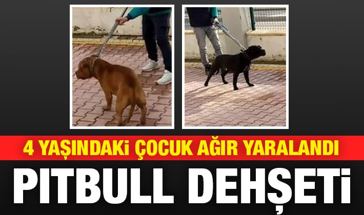 Gaziantep'te pitbull dehşet saçtı! 4 yaşındaki çocuk ağır yaralandı