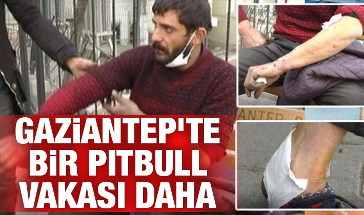 Gaziantep'te bir pitbull vakası daha