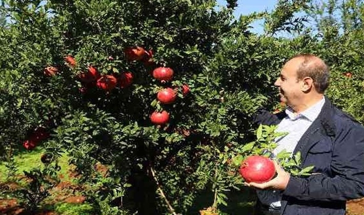 Oğuzeli'nde bir yılda 400 ton nar işlendi