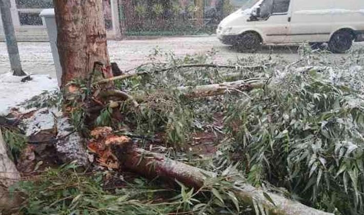 Yoğun kar yağışı nedeniyle ağaçlar devrildi