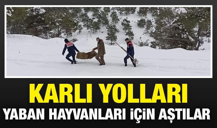 Karlı yolları yaban hayvanları için aştılar