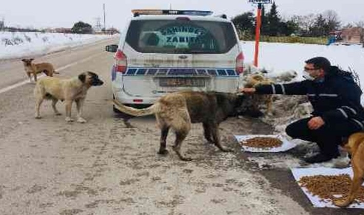 Şahinbey Belediyesi sokak hayvanlarını unutmadı