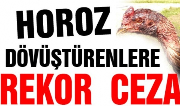 Gaziantep'te horoz dövüştürenlere rekor ceza