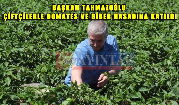 BAŞKAN TAHMAZOĞLU ÇİFTÇİLERLE DOMATES VE BİBER HASADINA KATILDI